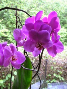 Purple-2Borchid-225x300